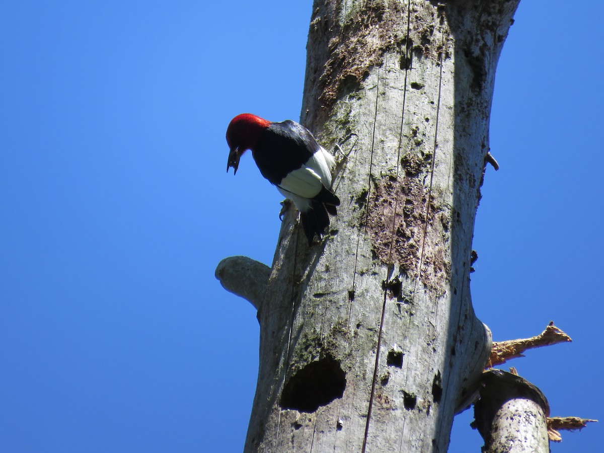 Red-headed Woodpecker - ML619861792