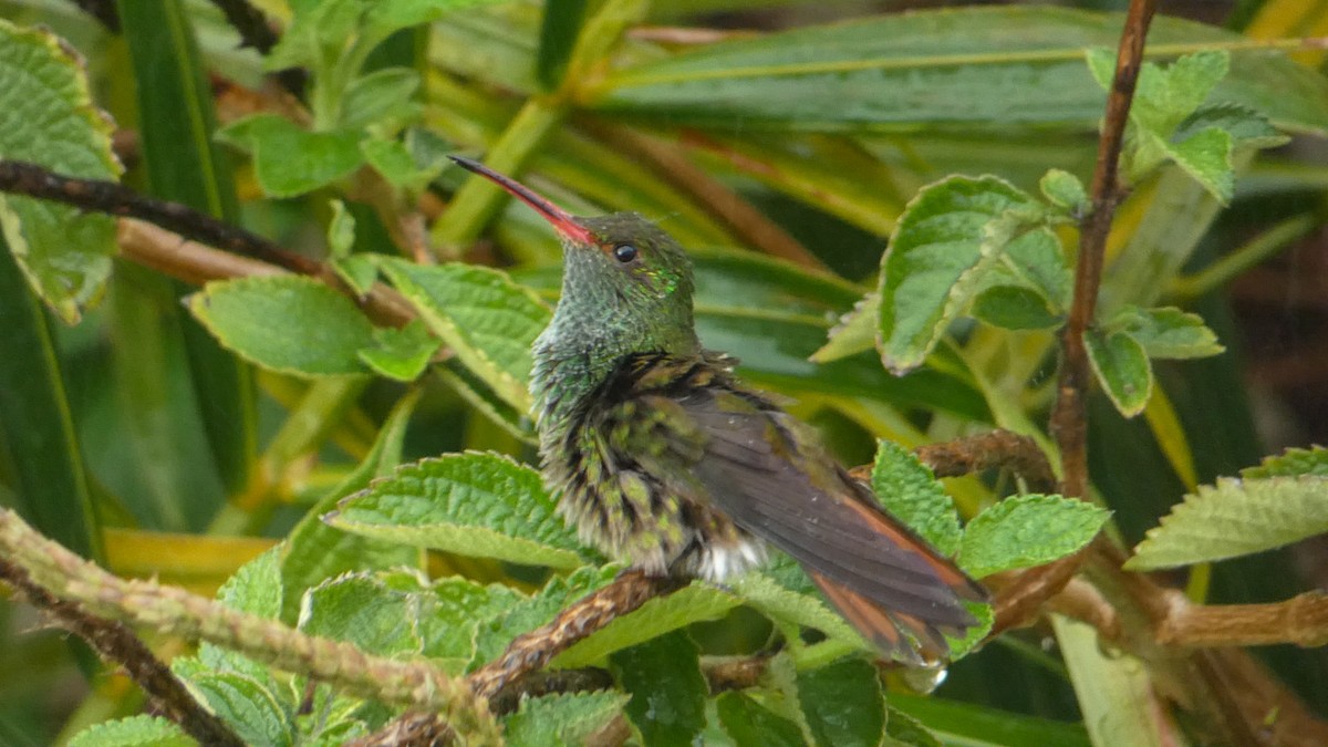 Rufous-tailed Hummingbird - ML619861793