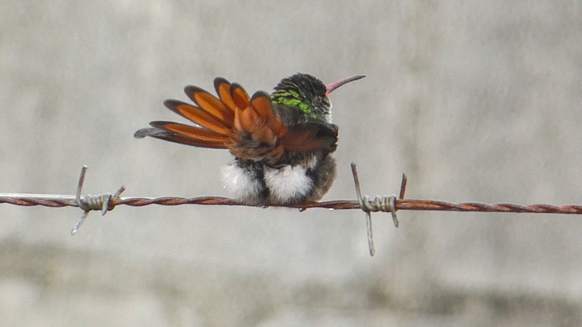 Rufous-tailed Hummingbird - ML619861794