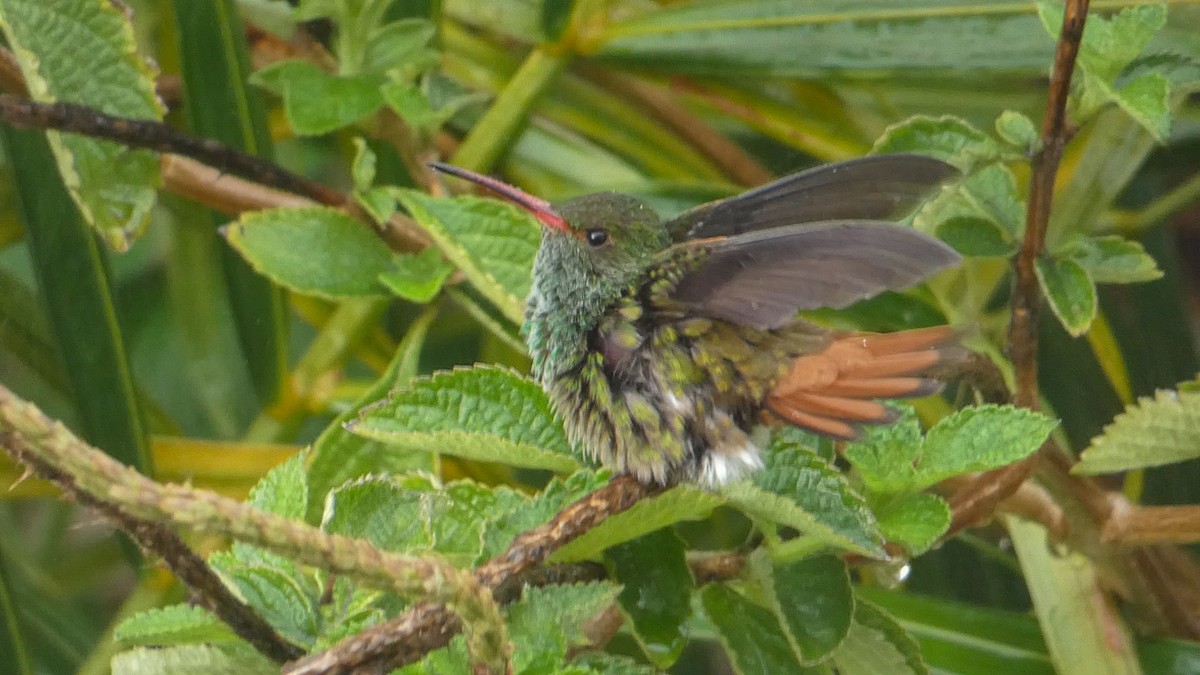 Rufous-tailed Hummingbird - ML619861795