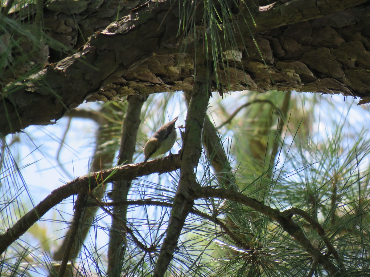 Brown-headed Nuthatch - ML619861814