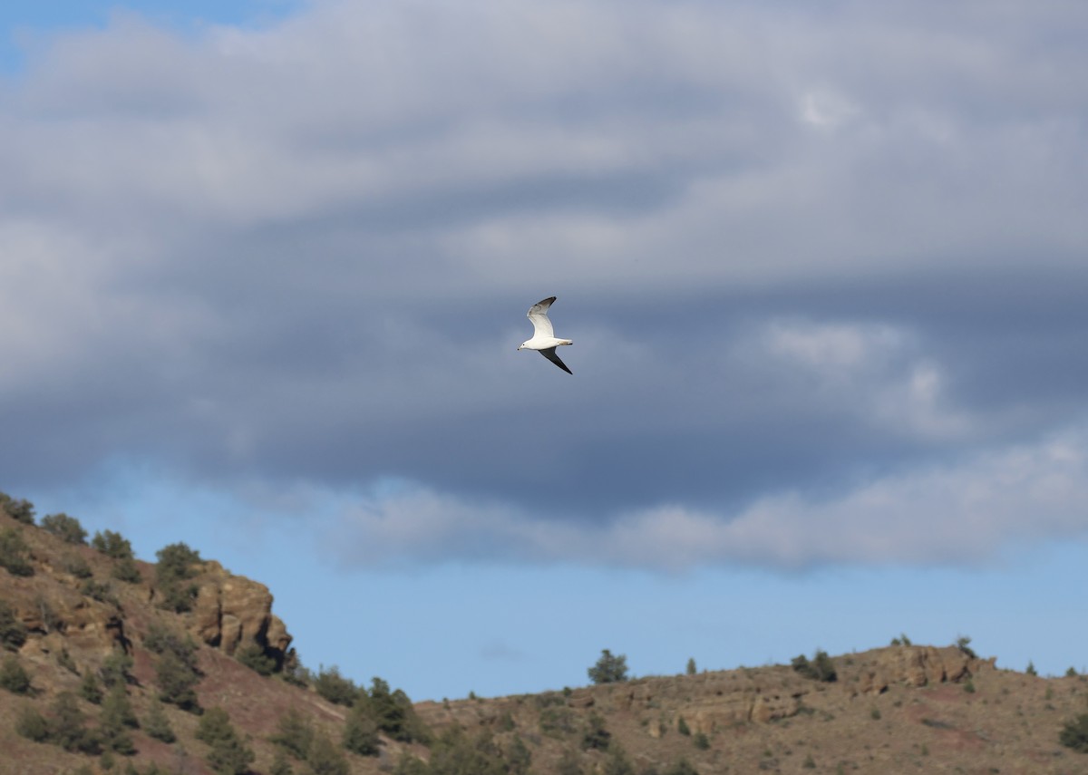 Ring-billed Gull - ML619861817