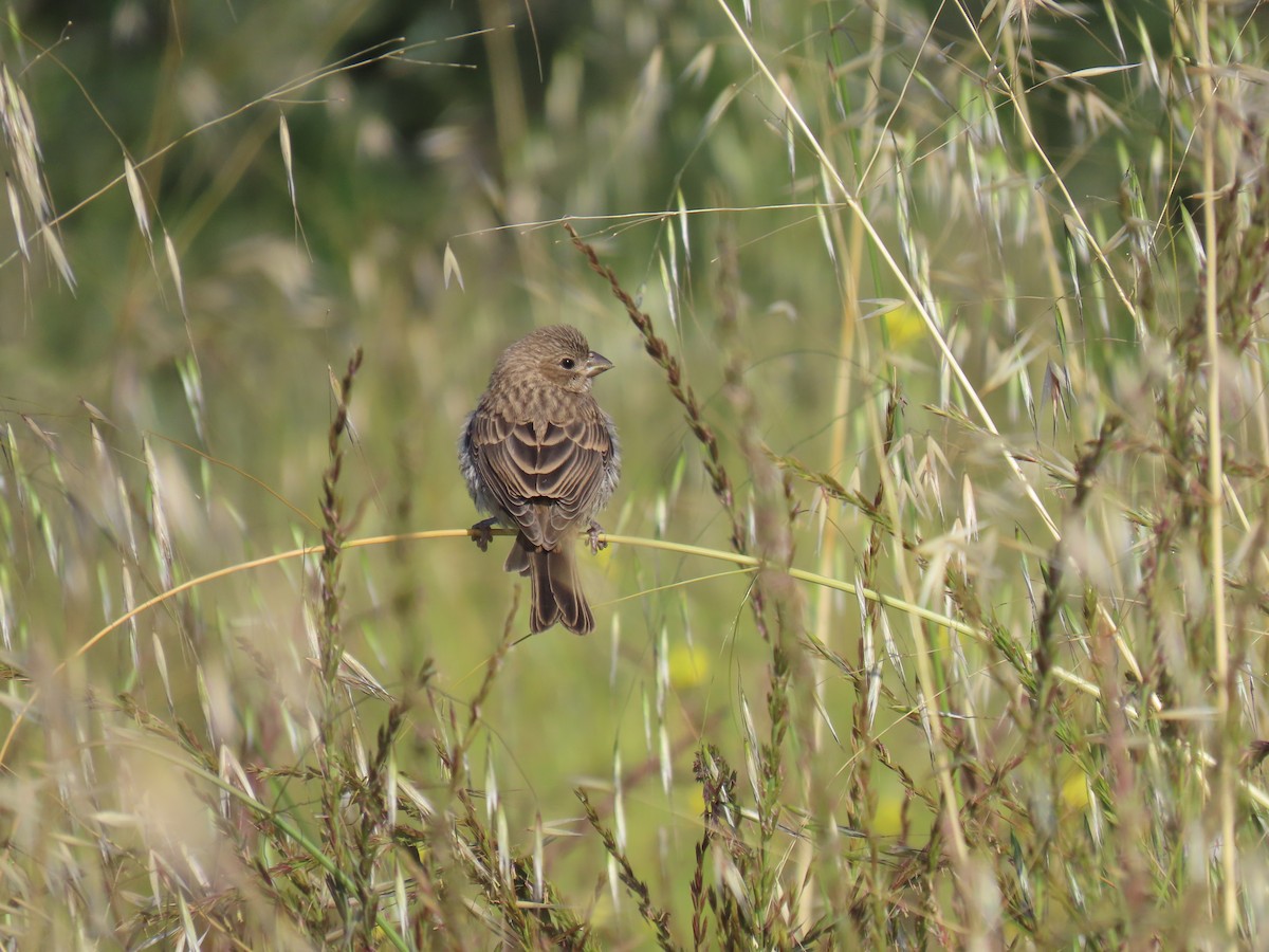 House Finch - ML619861819