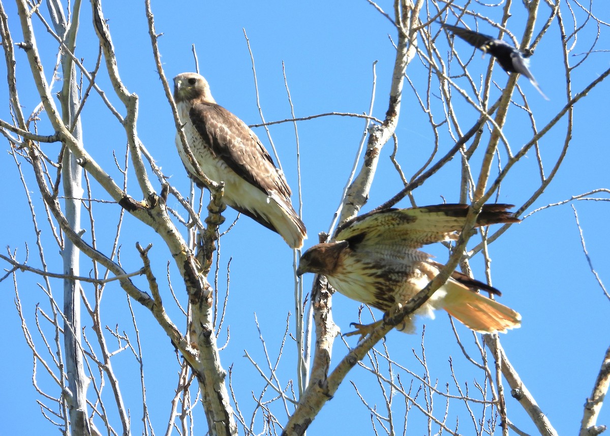 Red-tailed Hawk - ML619861827