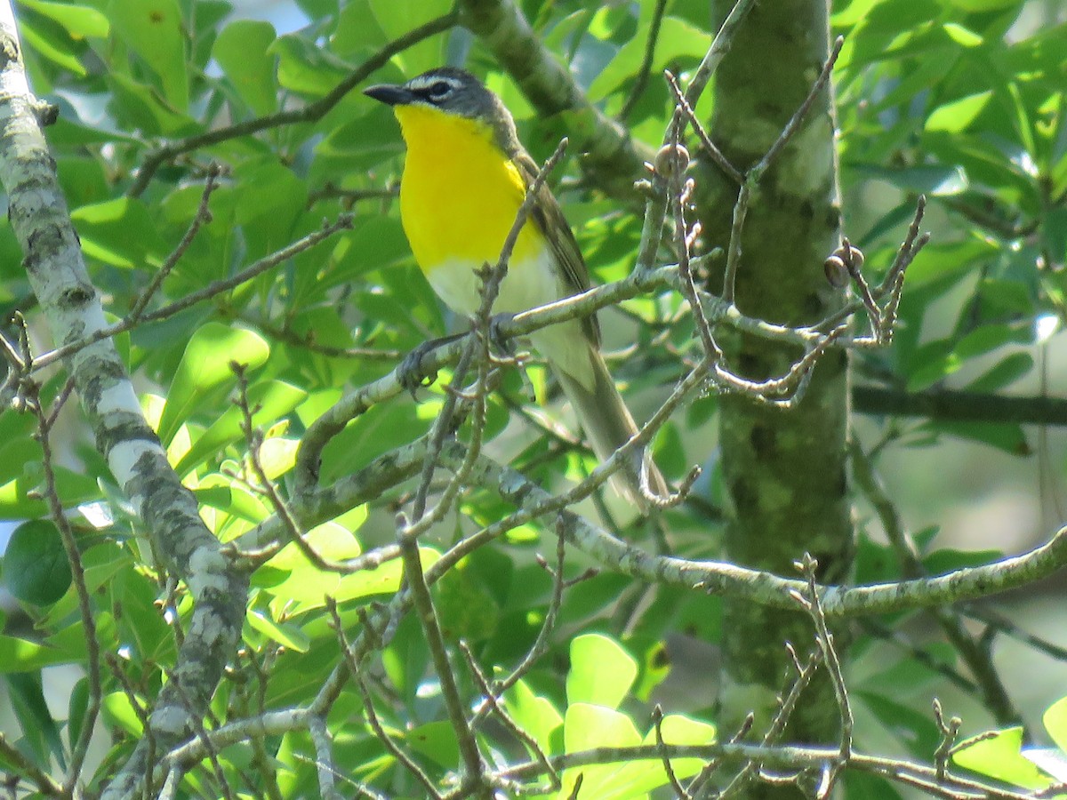 Yellow-breasted Chat - ML619861831