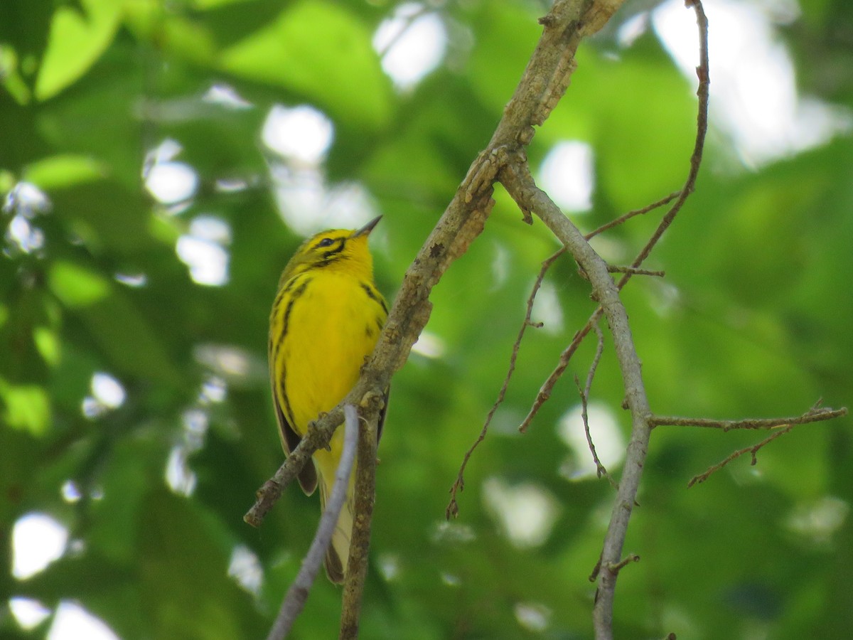 Prairie Warbler - ML619861836