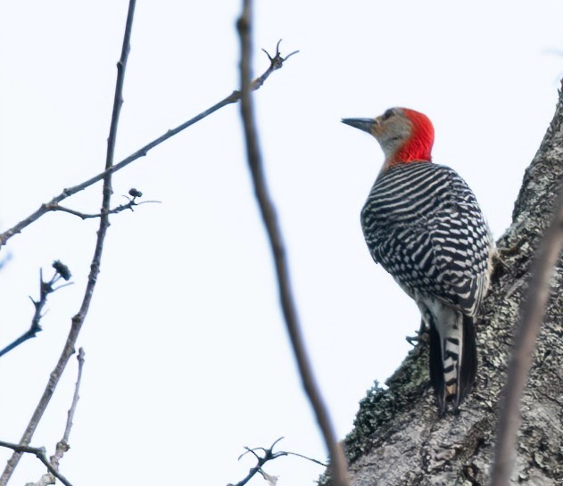 Red-bellied Woodpecker - ML619861847
