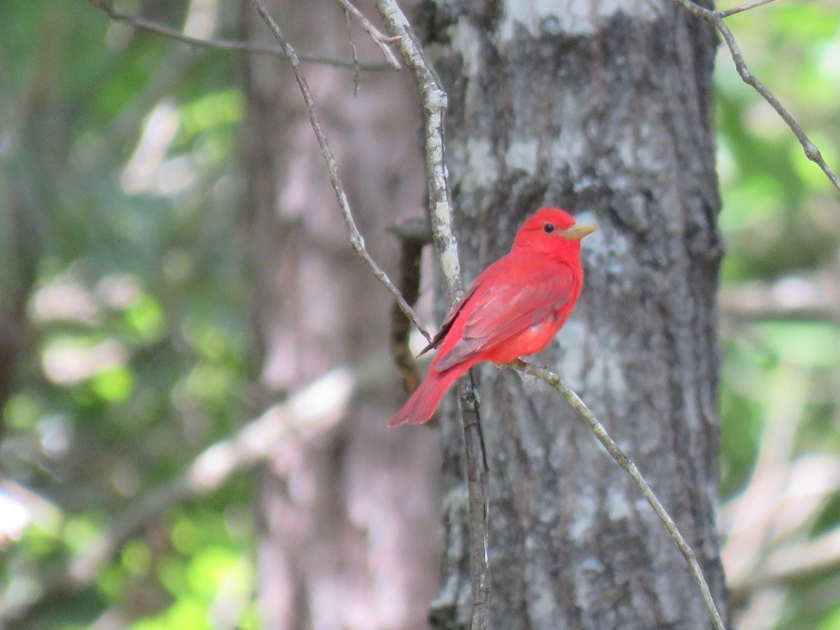 Summer Tanager - ML619861849