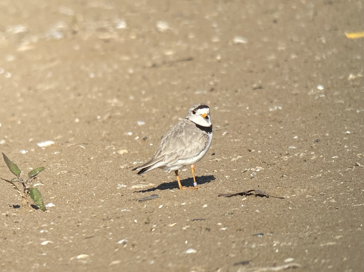 Piping Plover - ML619861855
