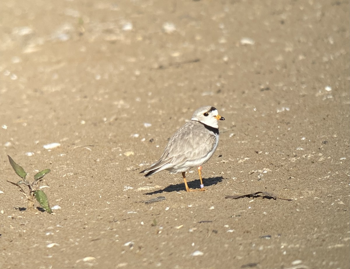 Piping Plover - ML619861856