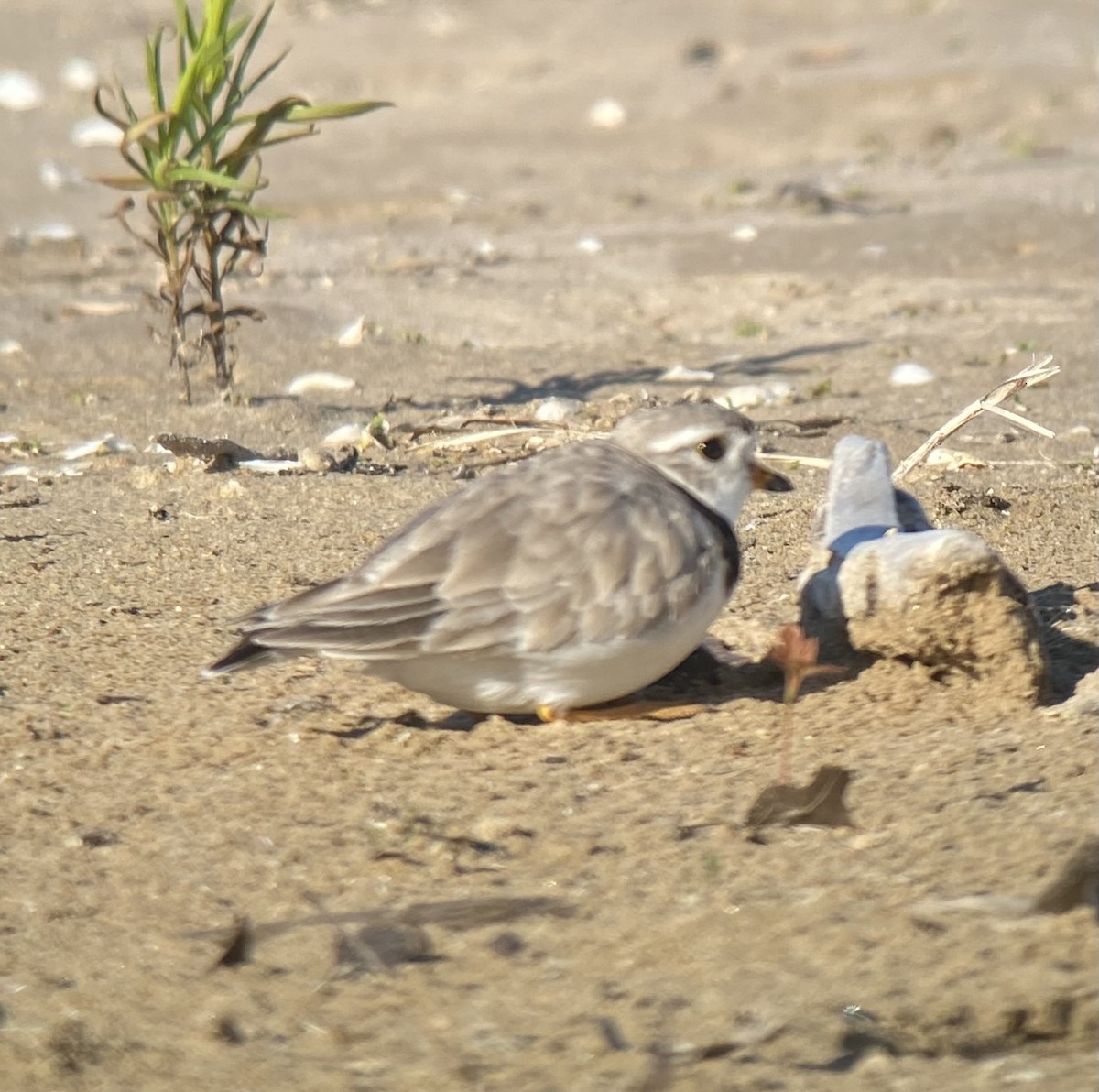 Piping Plover - ML619861857