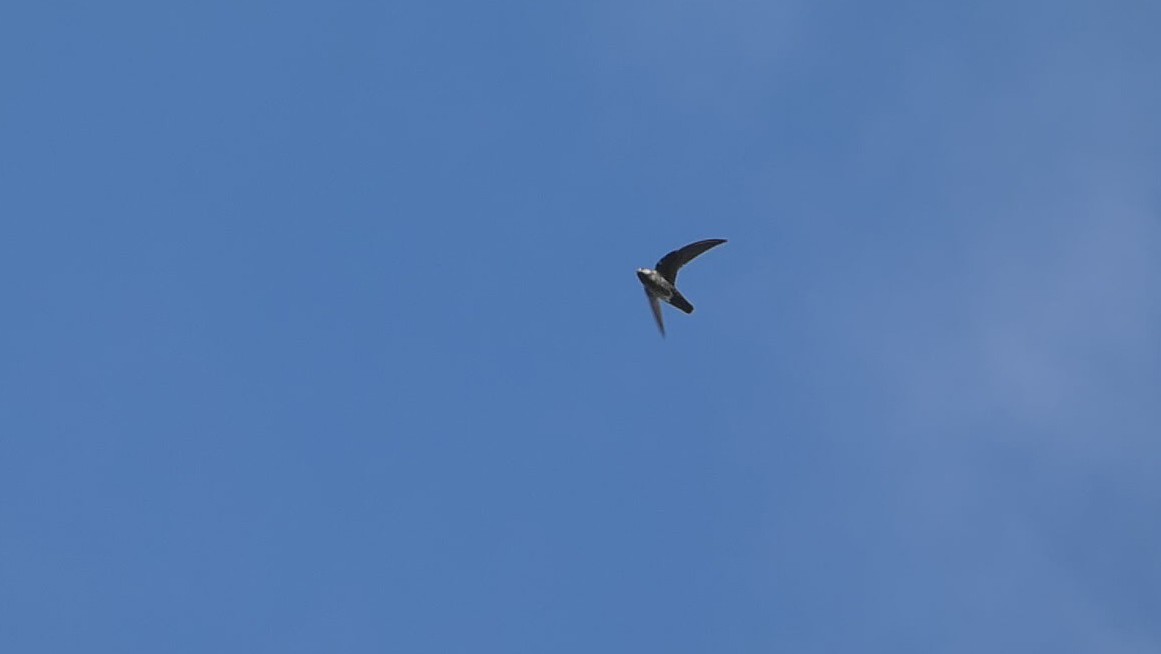 Spot-fronted Swift - ML619861858