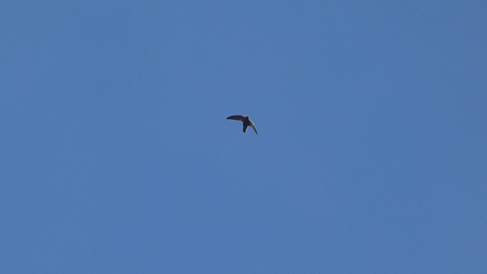 Spot-fronted Swift - ML619861859