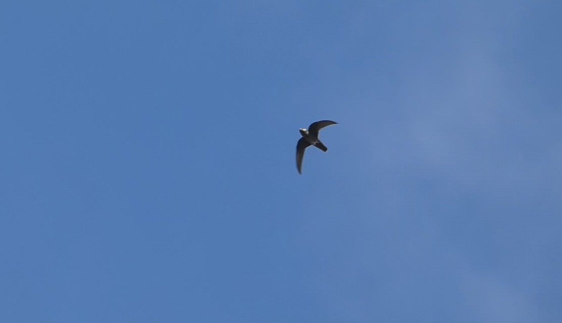 Spot-fronted Swift - ML619861860