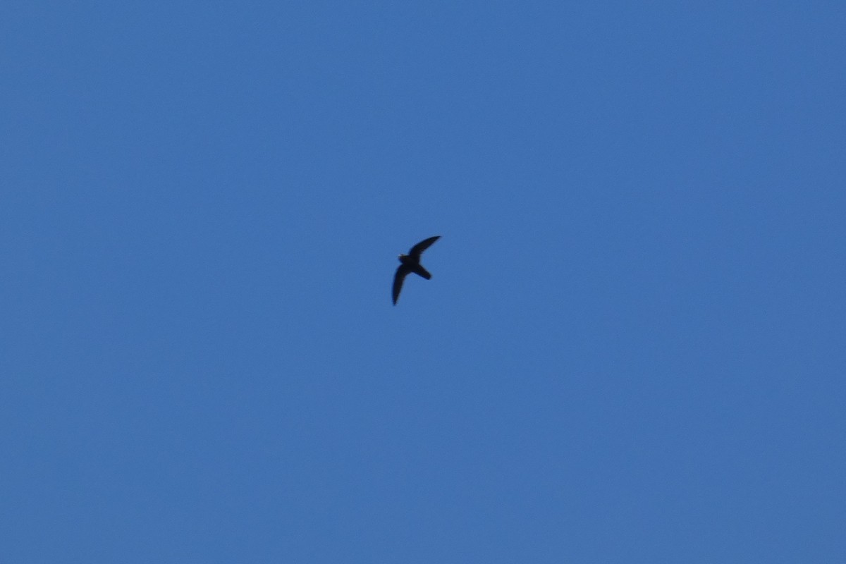 Spot-fronted Swift - ML619861861