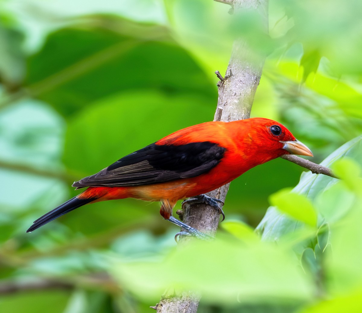 Scarlet Tanager - ML619861862