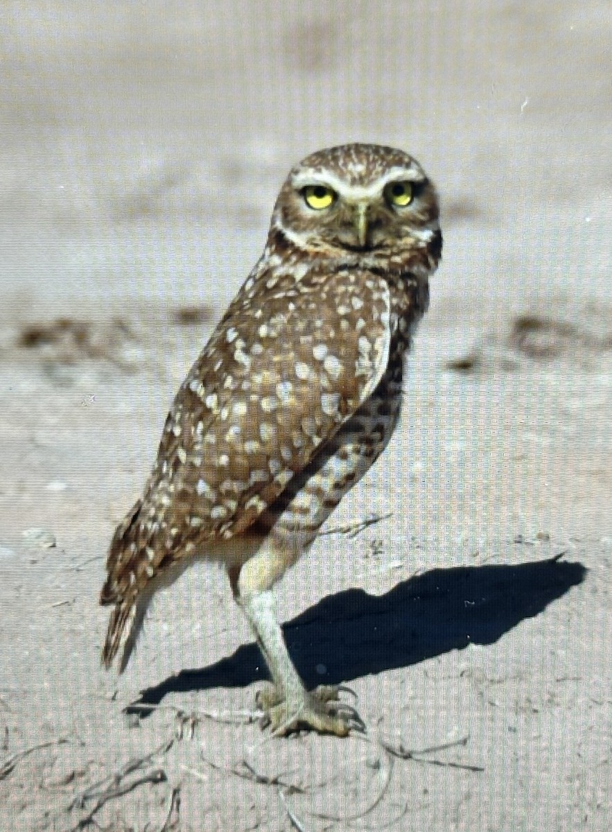 Burrowing Owl - ML619861864