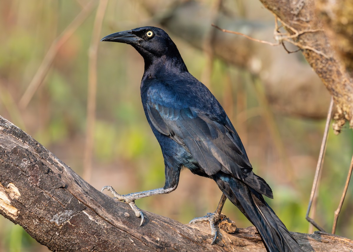 Great-tailed Grackle - ML619861876