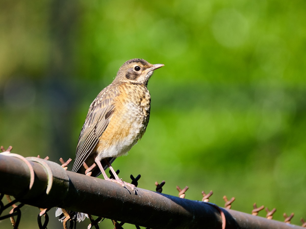 American Robin - ML619861885