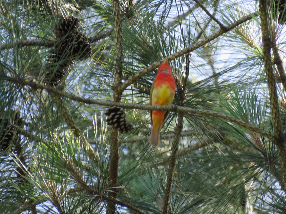 Summer Tanager - ML619861892