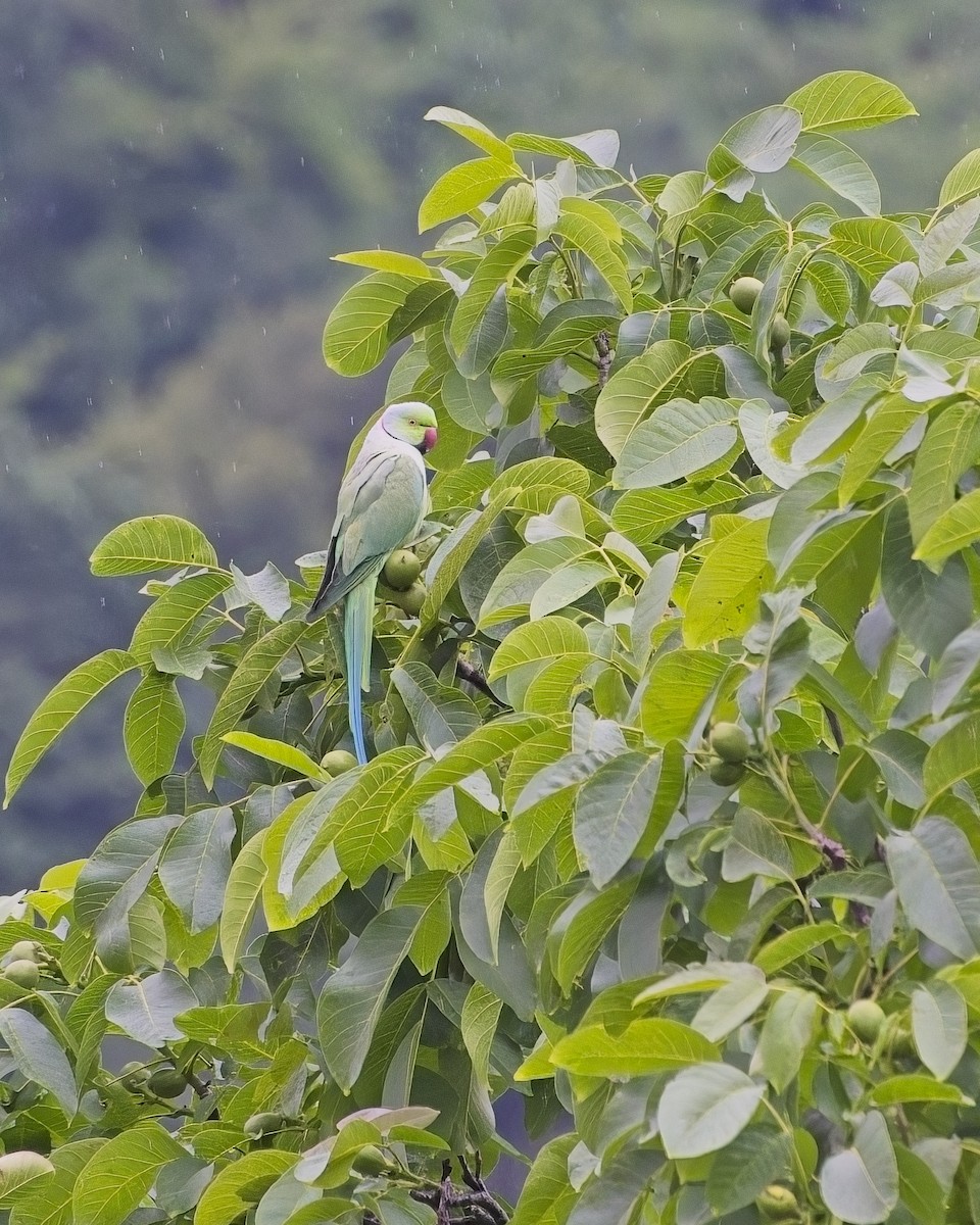 Rose-ringed Parakeet - ML619861897