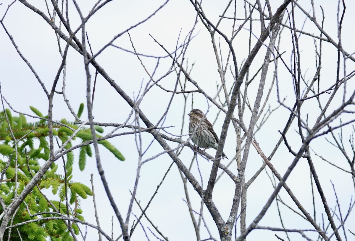 Purple Finch - ML619861911