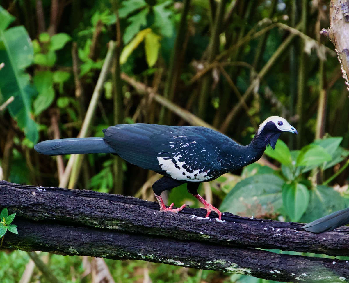 Blue-throated Piping-Guan - ML619861912