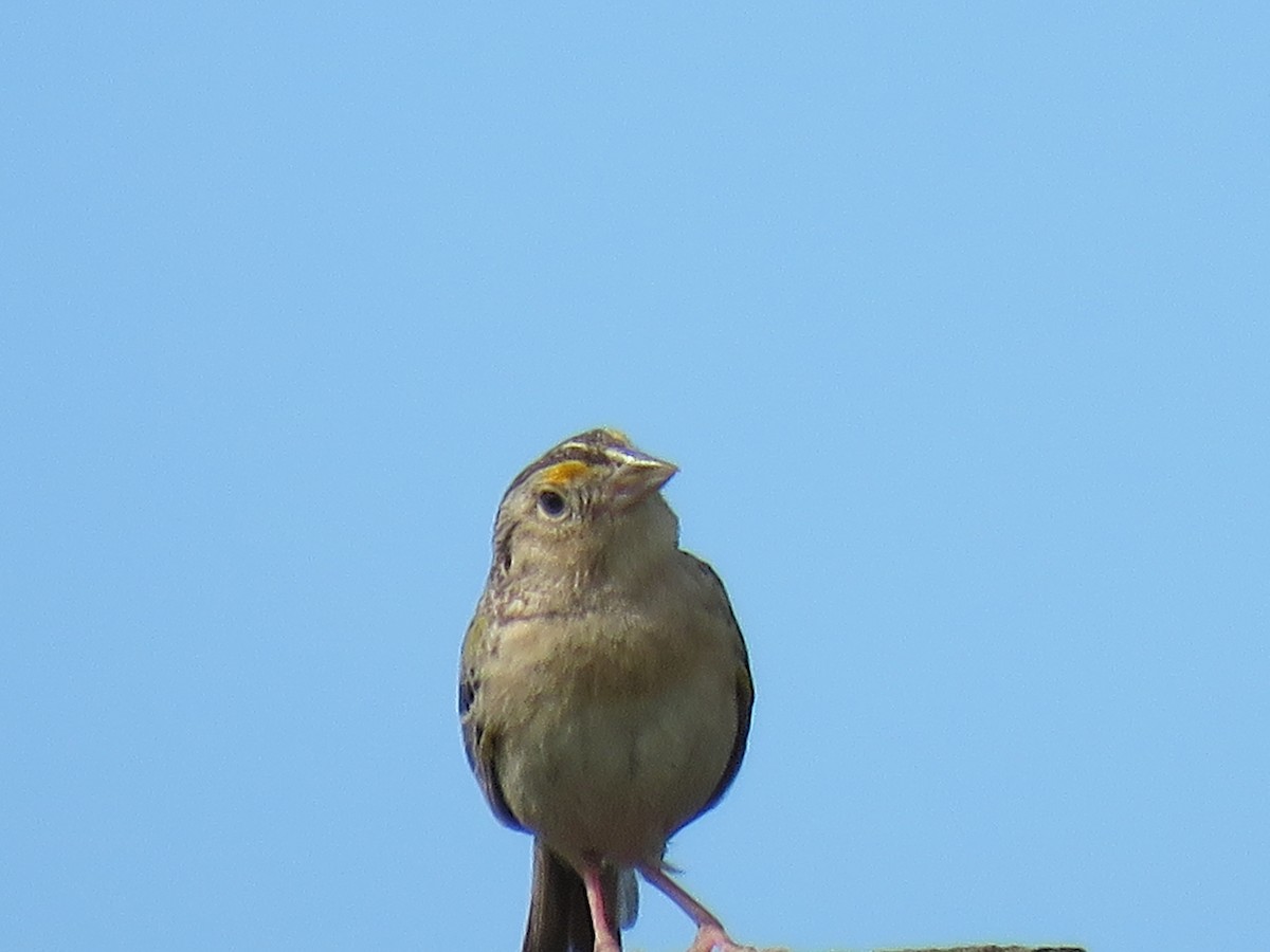 Grasshopper Sparrow - ML619861917