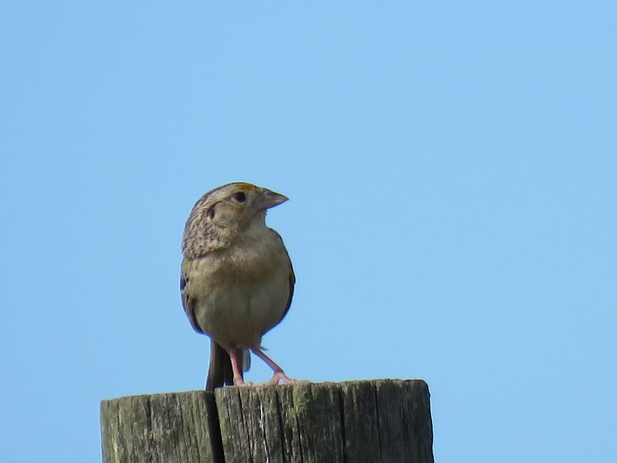 Grasshopper Sparrow - ML619861918