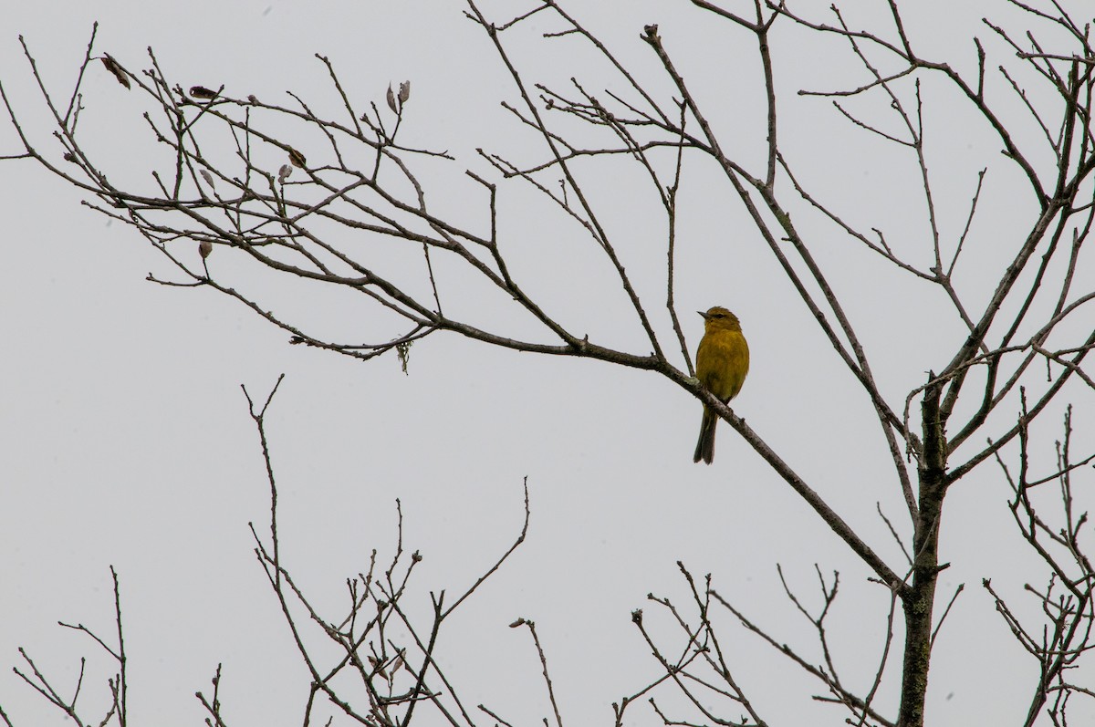 Orange-crowned Warbler - ML619861933