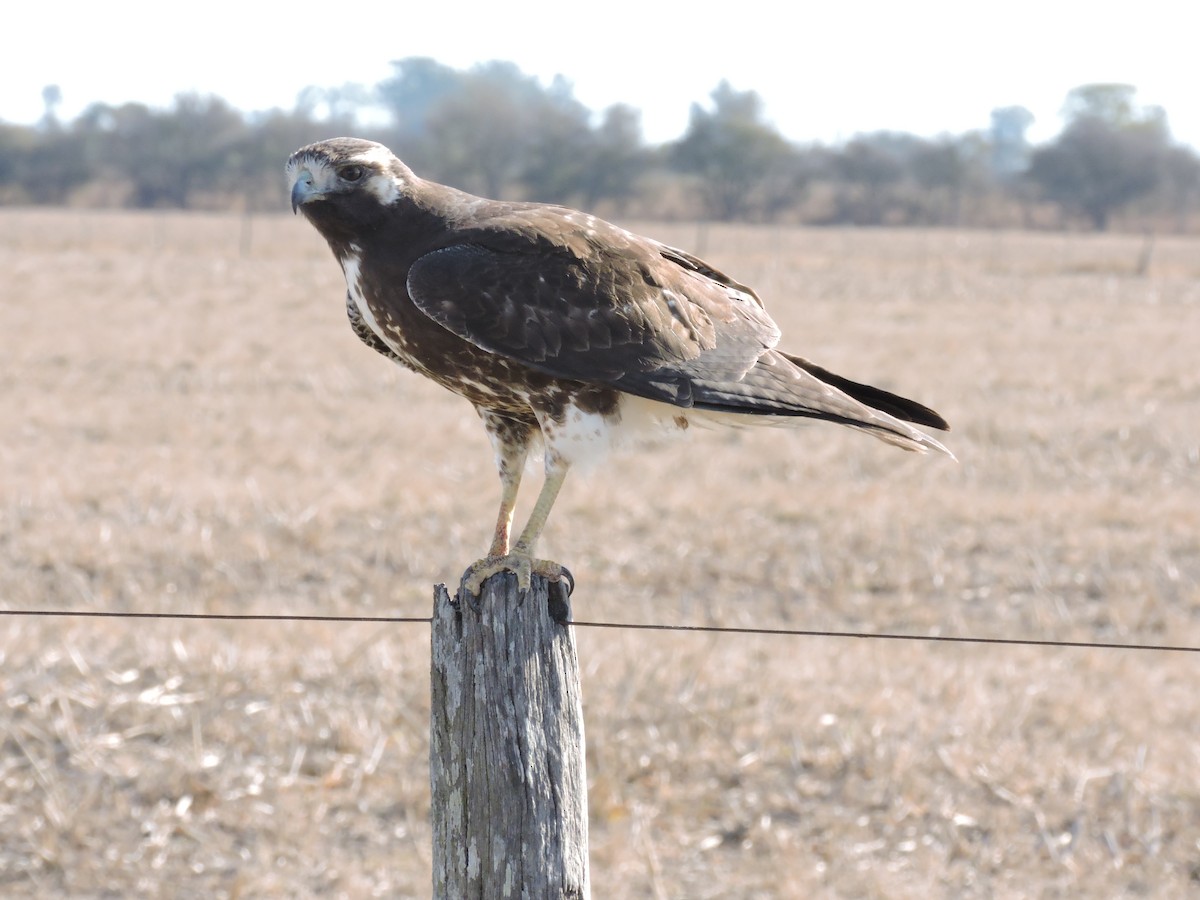 White-tailed Hawk - ML619861941