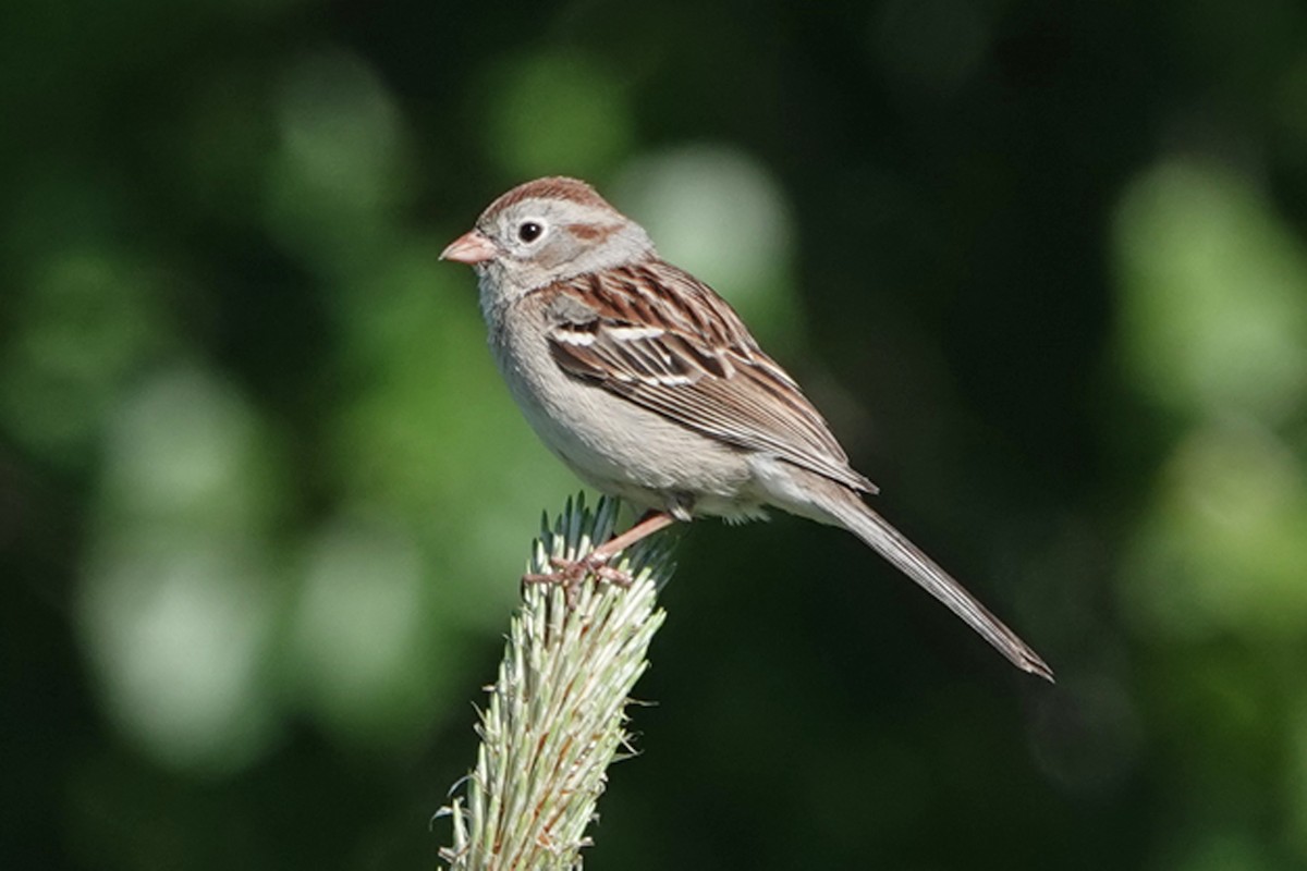 Field Sparrow - ML619861944