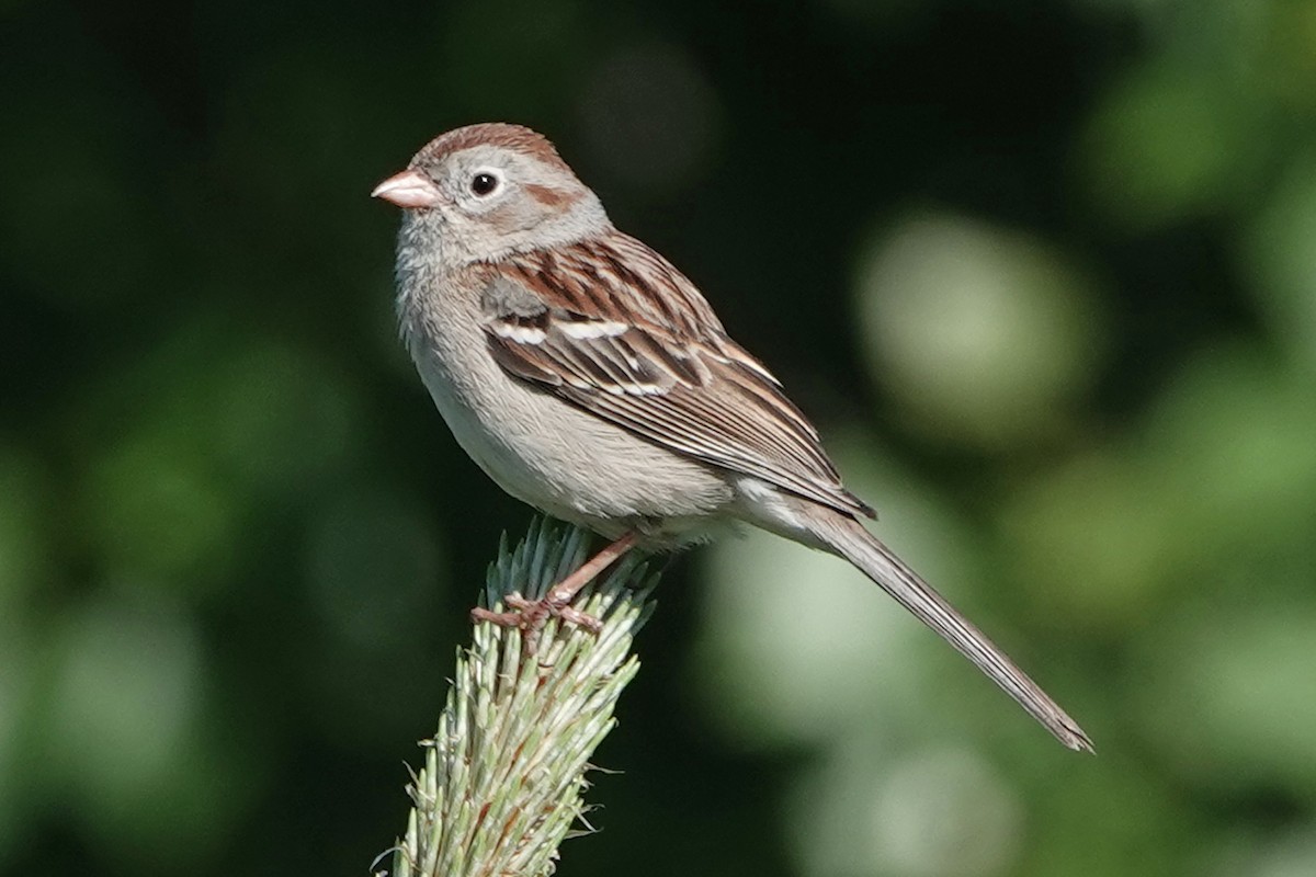 Field Sparrow - ML619861945