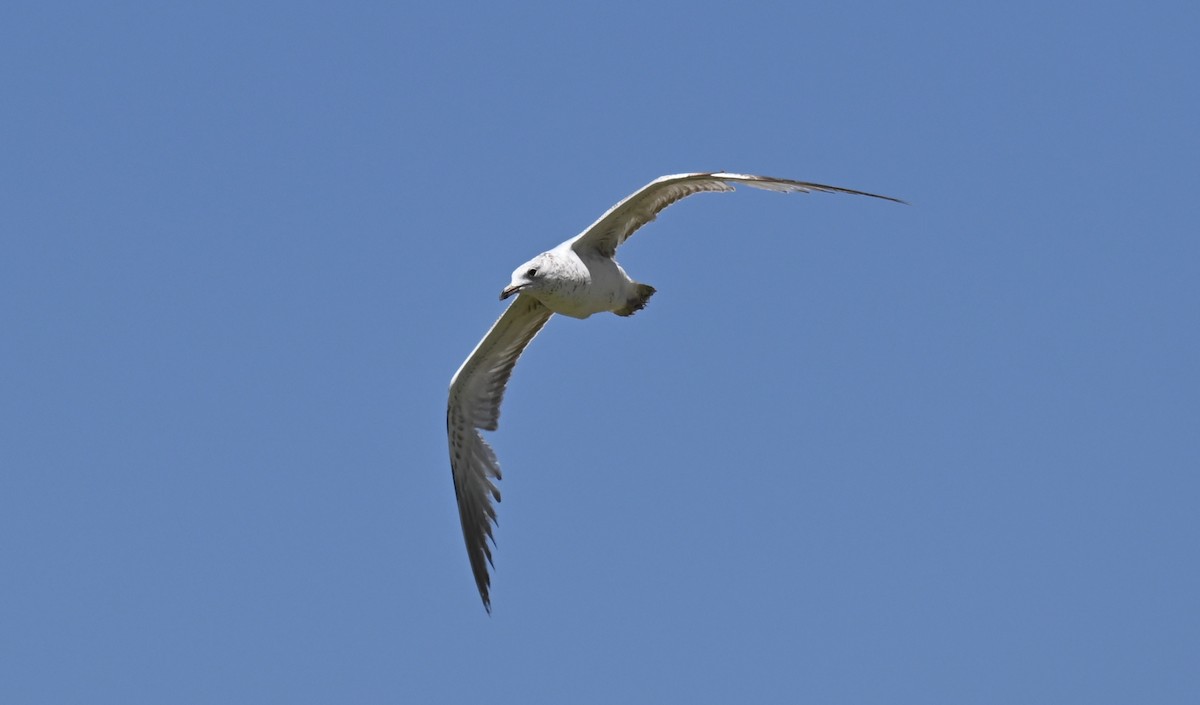 Ring-billed Gull - ML619861947