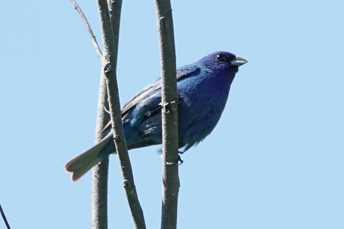 Indigo Bunting - ML619861950