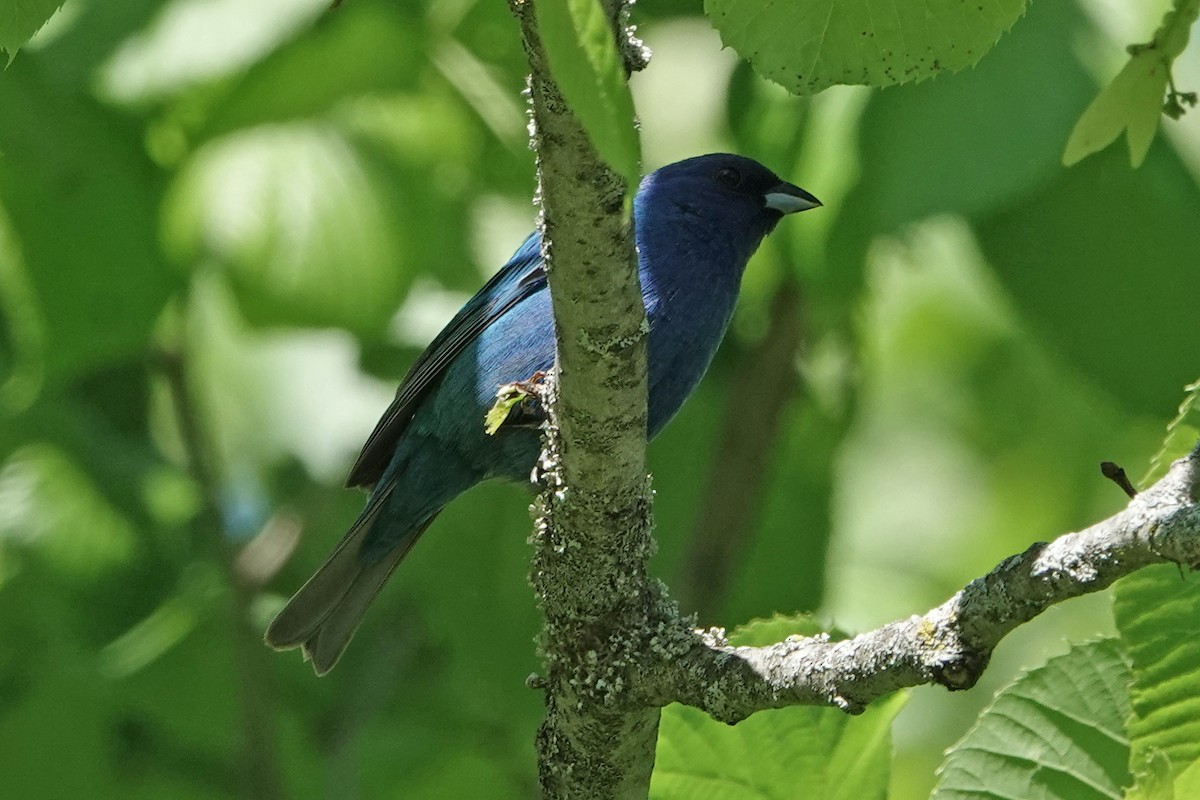 Indigo Bunting - ML619861951