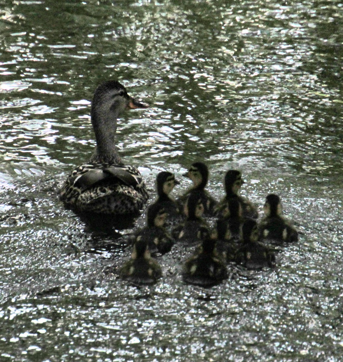 Canard colvert - ML619861955