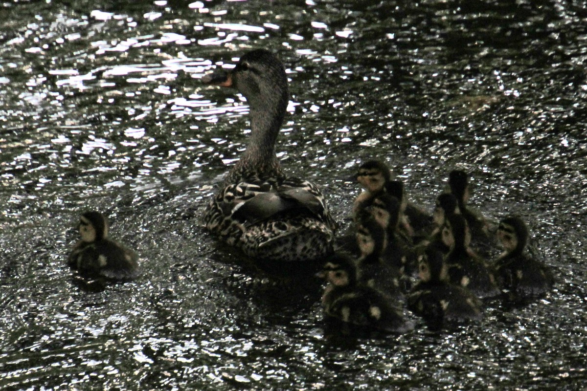 Canard colvert - ML619861956