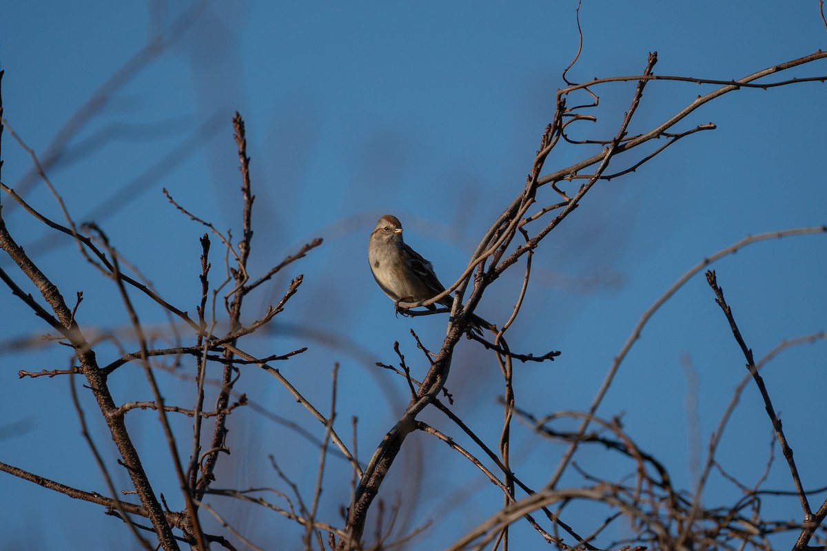 American Tree Sparrow - ML619861958