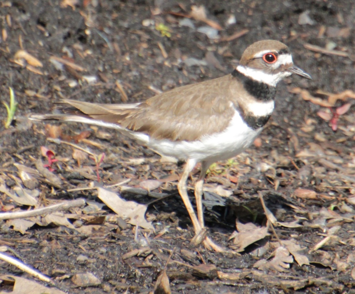 Killdeer - ML619861966