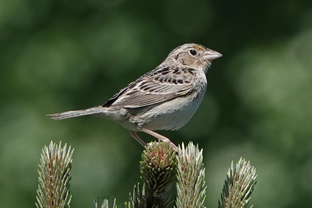 Grasshopper Sparrow - ML619861980