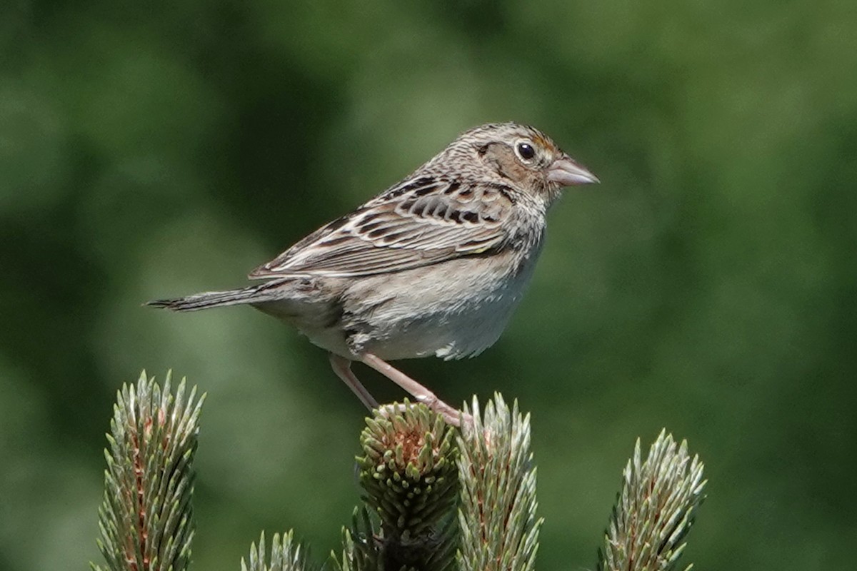 Grasshopper Sparrow - ML619861981
