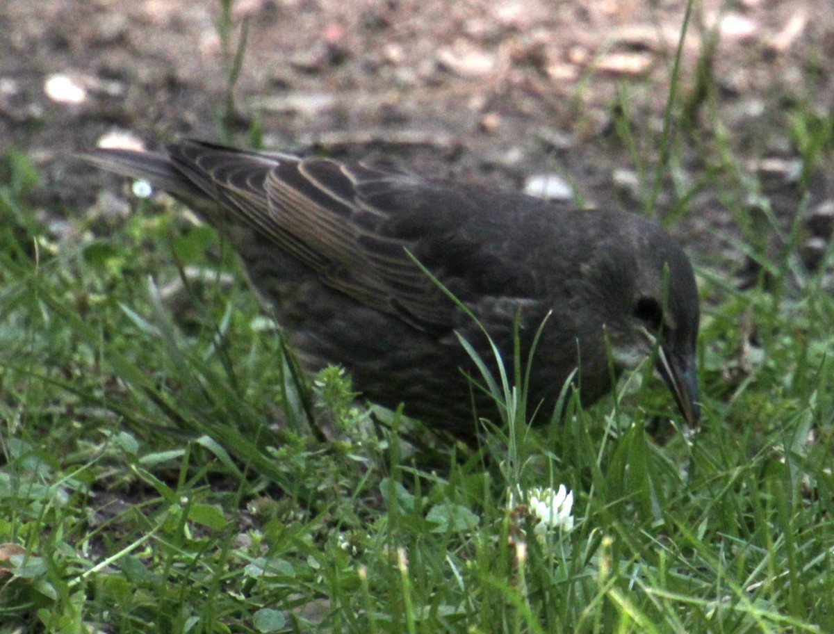 European Starling - ML619861992