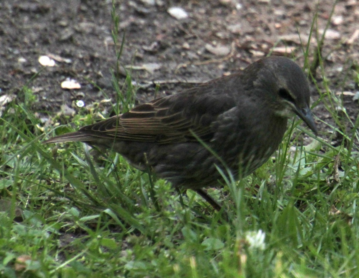 European Starling - Samuel Harris