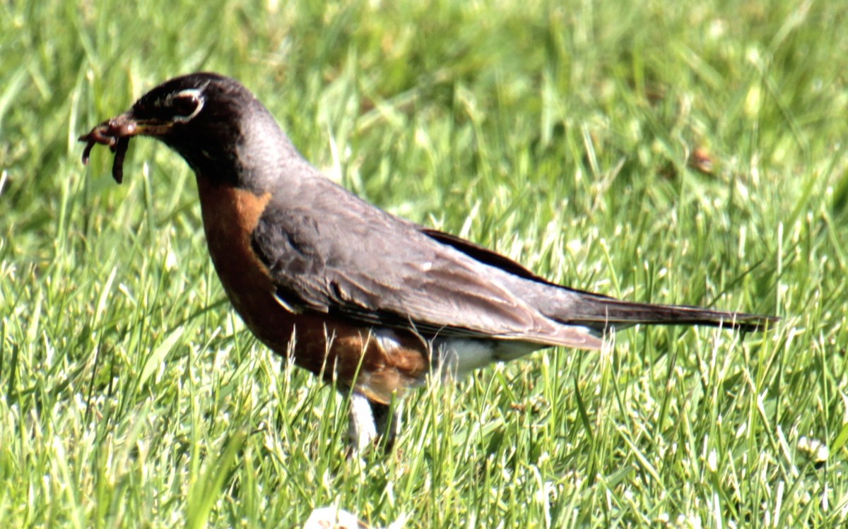 American Robin - ML619862003