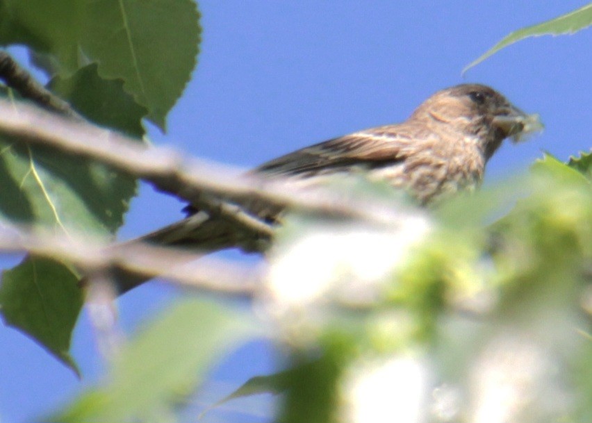 House Finch - ML619862005