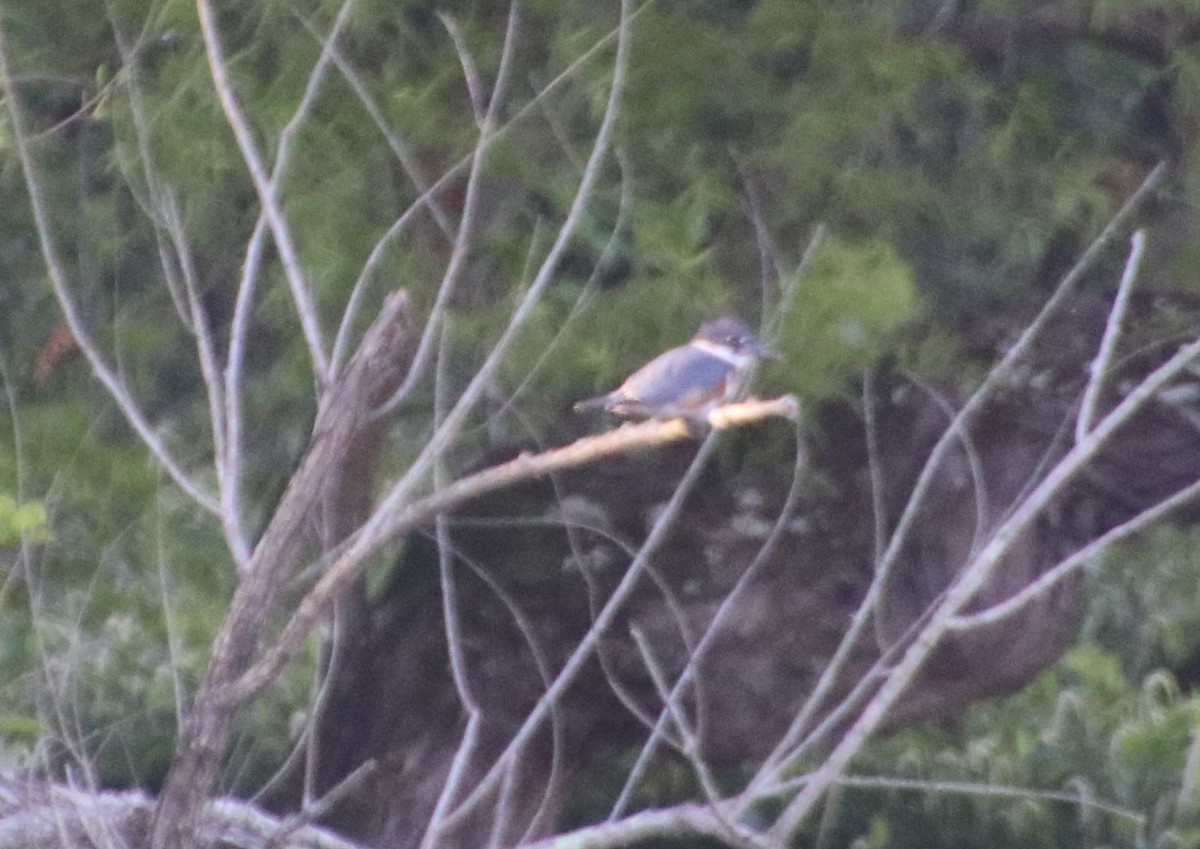 Belted Kingfisher - ML619862007