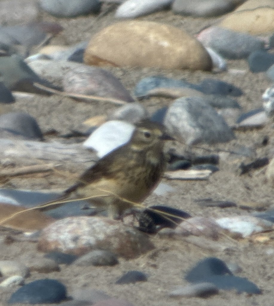 American Pipit - ML619862014