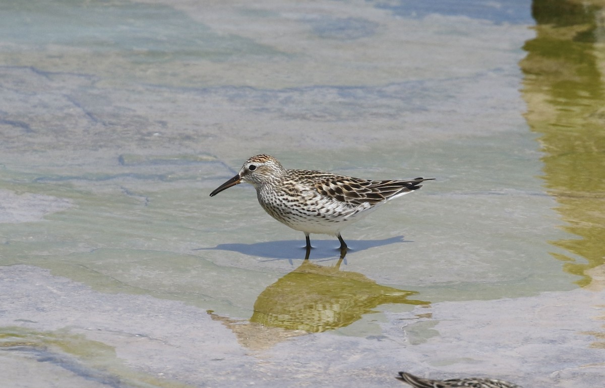 White-rumped Sandpiper - ML619862015