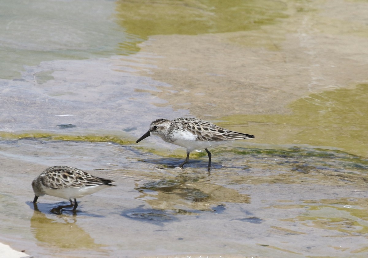 Semipalmated Sandpiper - ML619862016